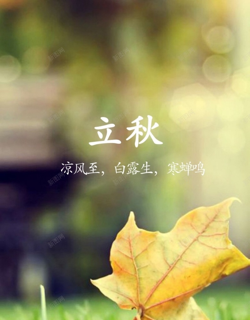 草地上的枫叶H5背景jpg设计背景_新图网 https://ixintu.com H5 H5背景 h5 光斑 小清新 文字控 文艺 枫叶 秋天 秋季 立秋 简约 节气 草地