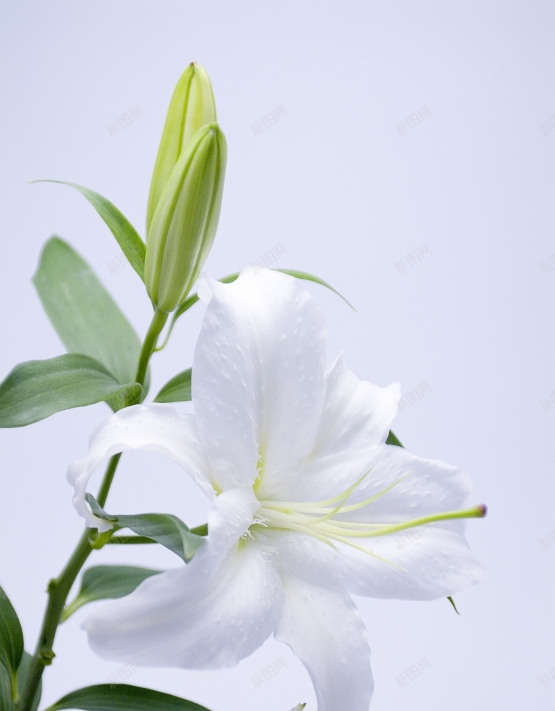精美花卉类背景图14jpg设计背景_新图网 https://ixintu.com 精美 背景图 花卉类 高清