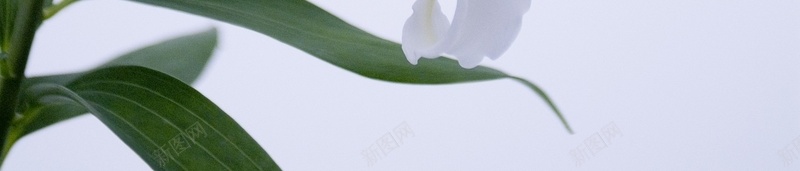 精美花卉类背景图14jpg设计背景_新图网 https://ixintu.com 精美 背景图 花卉类 高清