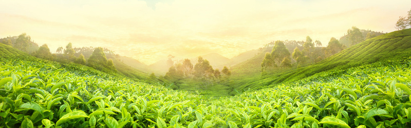 茶叶小清新绿色淘宝海报背景psd设计背景_新图网 https://ixintu.com 树木 梦幻 森林 电商 简约 绿色 茶叶 茶叶封面 茶园 茶树 阳光
