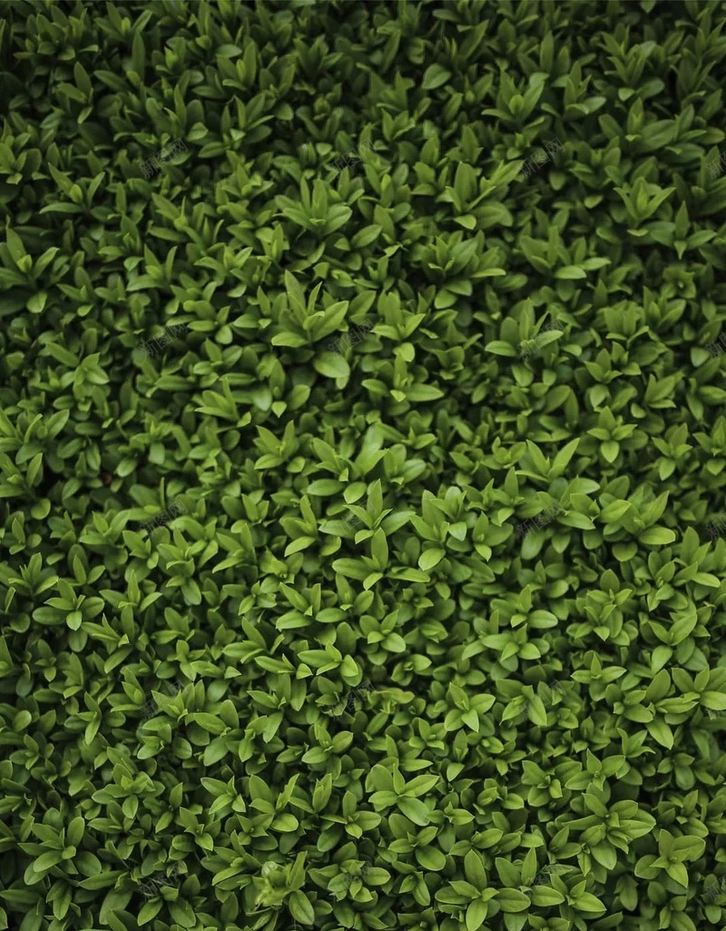 绿色草地纹理摄影H5背景jpg设计背景_新图网 https://ixintu.com H5背景 小清新 摄影 文艺 素材 纹理 绿色 草地
