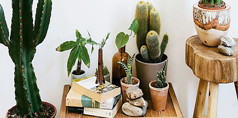 卧室墙盆栽jpg设计背景_新图网 https://ixintu.com H5 h5 多肉植物 小清新 文艺 简约 黑白画