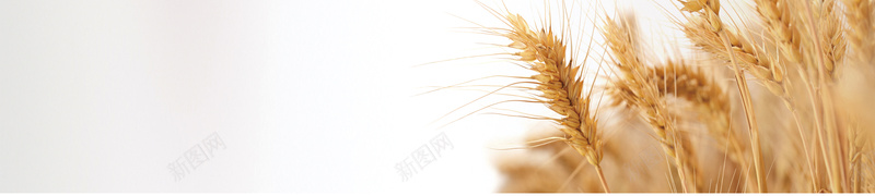 勤俭节约背景图psd设计背景_新图网 https://ixintu.com 中华美德 中国风 勤俭 温暖 白色 粮食 节约