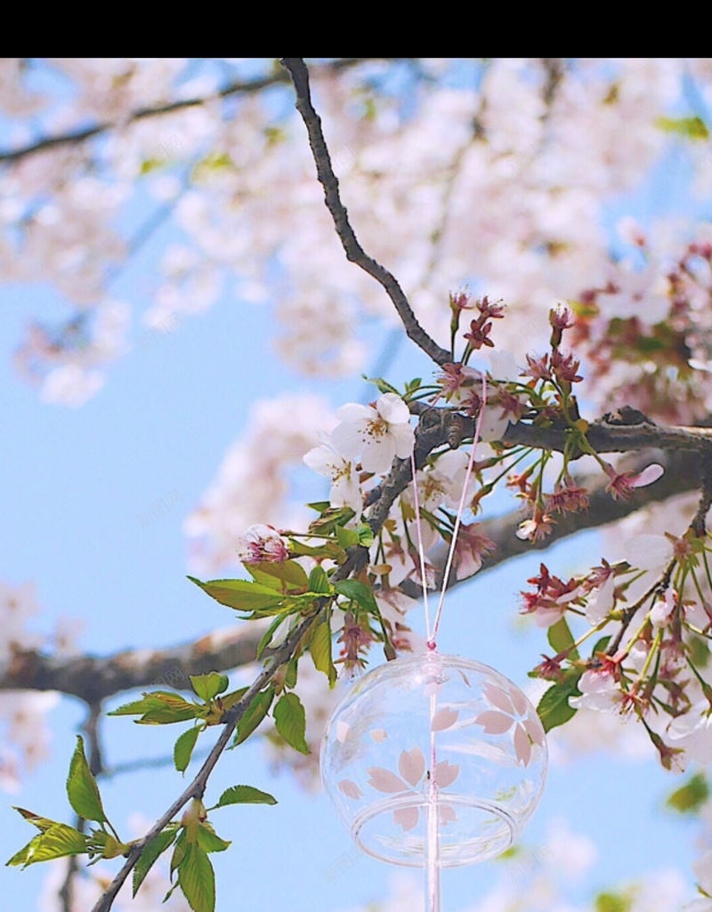 樱花树枝背景jpg设计背景_新图网 https://ixintu.com 枝 树 樱花 背景