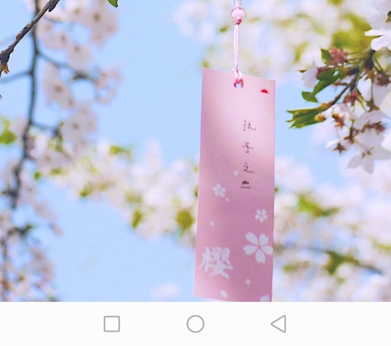 樱花树枝背景jpg设计背景_新图网 https://ixintu.com 枝 树 樱花 背景
