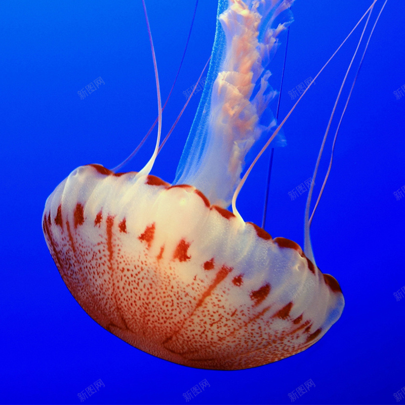 大海中的水母psd_新图网 https://ixintu.com 主图 摄影 深海水母蓝色 风景