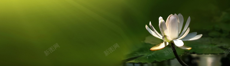 清新背景片桌面壁纸psd设计背景_新图网 https://ixintu.com 个性 台历 唯美 小清新 干净 文艺 海报banner 炫彩 简约 网页素材 荷花