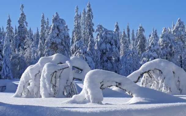 雪后的大树冰花背景