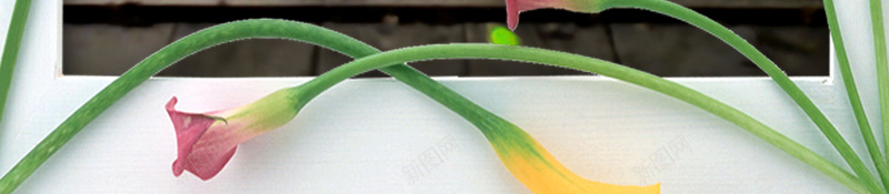 相册相框花朵花卉萤火虫森林psd设计背景_新图网 https://ixintu.com 木板 森林 清新 相册 相框 花卉 花朵 草地 萤火虫