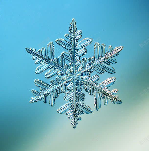 冰晶雪花jpg设计背景_新图网 https://ixintu.com 其他生物 其它类别 冰晶 冰晶雪花素材图片图片 冰晶雪花素材图片图片素材下载 冰结晶 图片素材 生物世界 素材 背景花边 蓝色背景 雪花