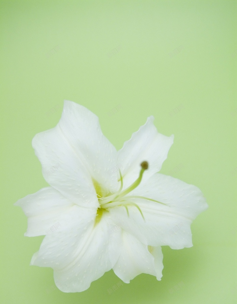 精美花卉类背景图18jpg高清背景_新图网 https://ixintu.com 精美 背景图 花卉类 高清