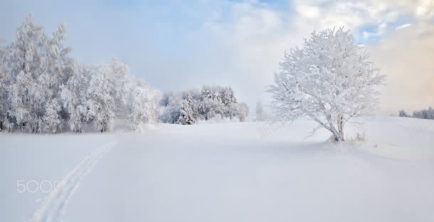 冬日洁白树木场景背景