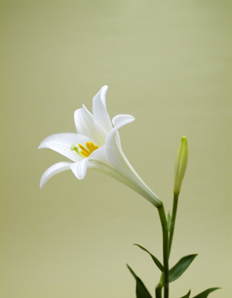 精美花卉类背景图28jpg设计背景_新图网 https://ixintu.com 精美 背景图 花卉类 高清