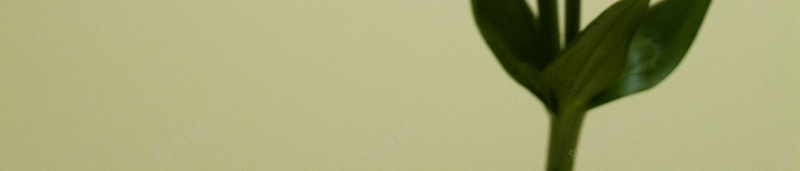 精美花卉类背景图28jpg设计背景_新图网 https://ixintu.com 精美 背景图 花卉类 高清