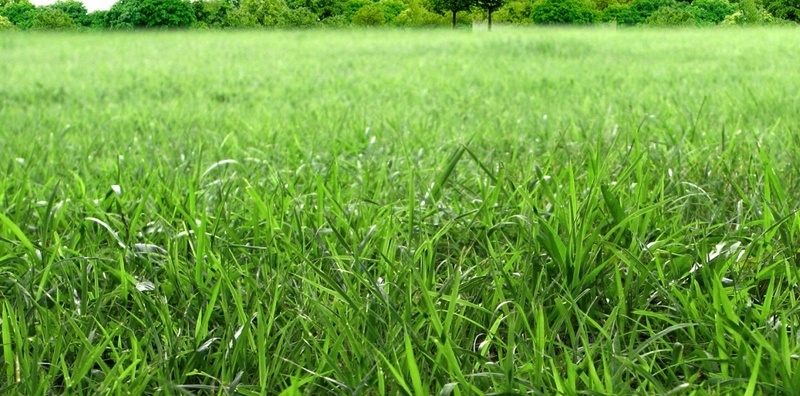 风景蓝天白云绿色树叶绿草矢量H5背景cdr设计背景_新图网 https://ixintu.com H5 摄影 树叶 白云 矢量 绿色 绿草 蓝天 风景