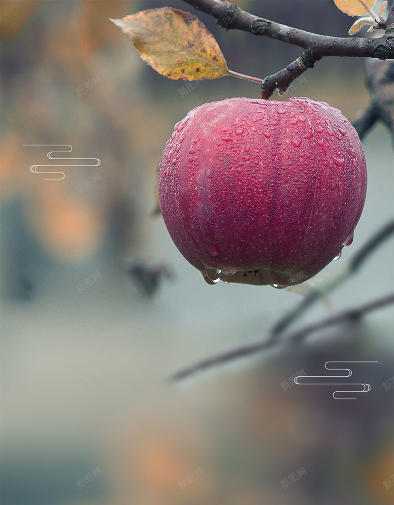 简约唯美二十四节气之寒露节气psd设计背景_新图网 https://ixintu.com 24节气 二十四节气 传统节气 农历寒露 唯美 寒露 寒露节气 立冬 简约 节气 霜降 露水 露珠