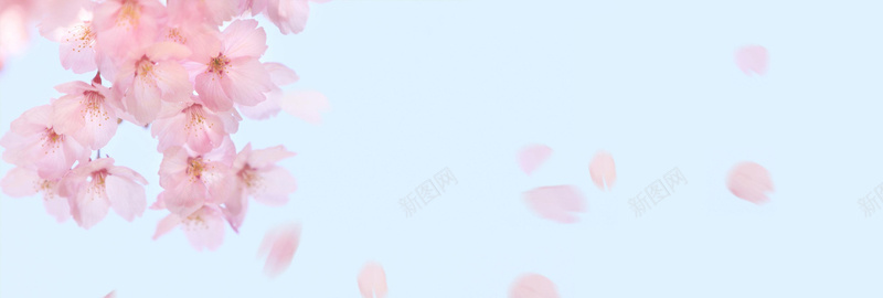 浪漫樱花背景女装家居文具通用psd设计背景_新图网 https://ixintu.com 天蓝色 小清新 文艺 樱花节 海报banner 清新浪漫 简约 粉色樱花