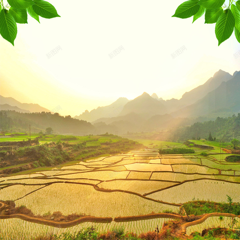 夕阳稻田粮油米面PSD分层主图背景psd_新图网 https://ixintu.com 主图 夕阳背景 摄影风景 淘宝 直通车 稻田背景 稻米 米饭 粮油米面 粮食