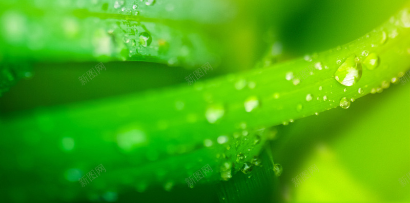 青草露珠H5背景jpg设计背景_新图网 https://ixintu.com H5 h5 小清新 文艺 水珠 清新 简约 绿色 草