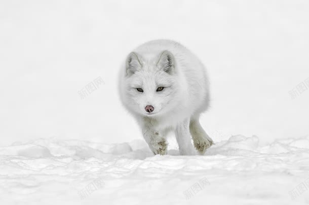 动态奔跑白色雪狼jpg设计背景_新图网 https://ixintu.com 动态 奔跑 白色 雪地狼群