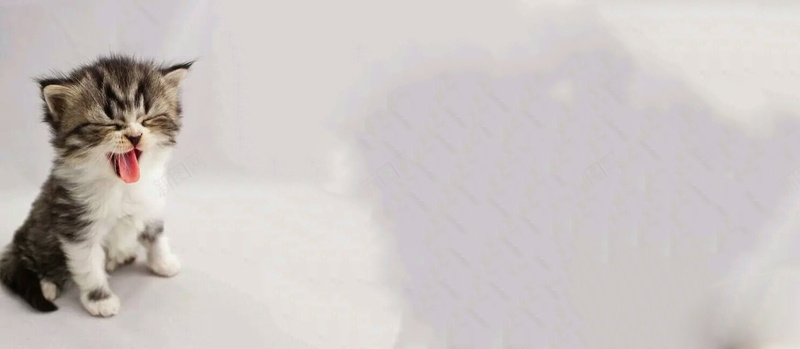 可爱猫咪背景jpg设计背景_新图网 https://ixintu.com 可爱 喵星人 小奶猫 小清新 文艺 海报banner 猫咪 简约 萌宠