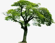 绿色树木唯美春天风景png免抠素材_新图网 https://ixintu.com 春天 树木 绿色 风景