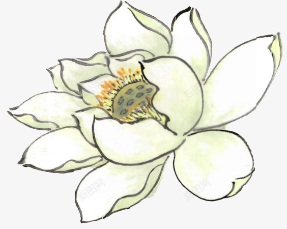 手绘白色荷花png免抠素材_新图网 https://ixintu.com 中国风 手绘 植物 白色 荷花