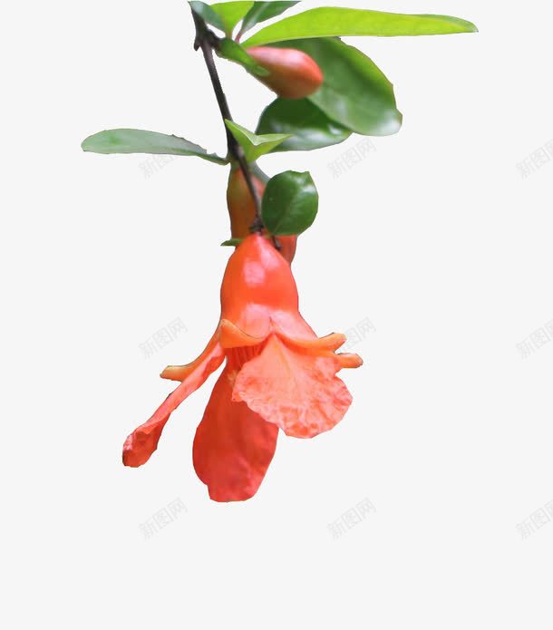 垂下的石榴花png免抠素材_新图网 https://ixintu.com 大红花 春天 植物 石榴 石榴花 红花 花朵