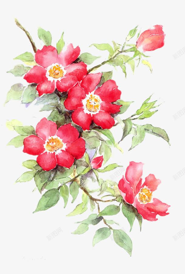 水彩手绘花卉插画png免抠素材_新图网 https://ixintu.com 插画 水彩 花卉