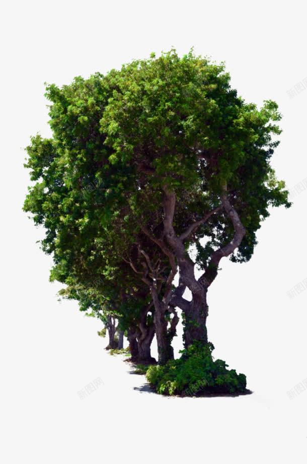 植物绿色森林大树png免抠素材_新图网 https://ixintu.com 大树 森林 植物 绿色