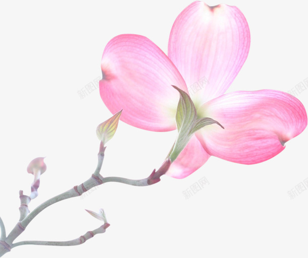 春天绽放的粉色花朵psd免抠素材_新图网 https://ixintu.com 中式 植物 清新 粉色 花儿 花朵