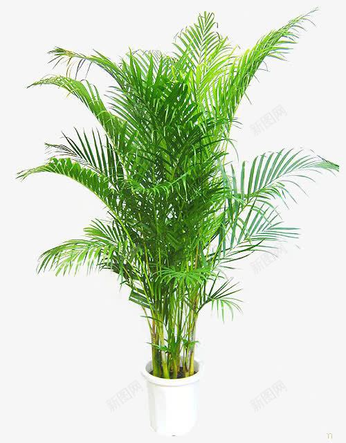 室内植物png免抠素材_新图网 https://ixintu.com 净化空气 凤尾竹 叶子 植物养殖
