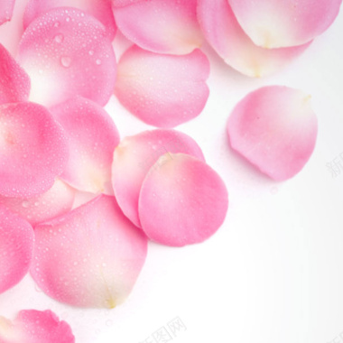 粉色玫瑰花瓣背景图背景