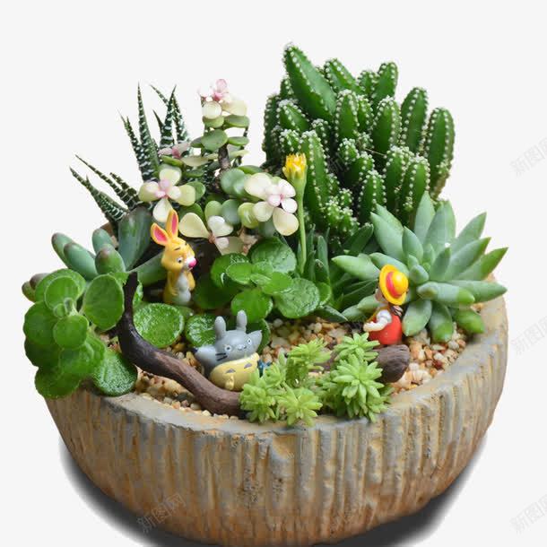 圆形石头盆栽png免抠素材_新图网 https://ixintu.com 多肉 植物 盆栽 绿色 花卉