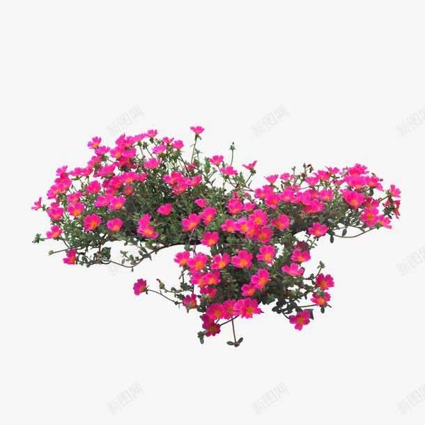 绿色植物png免抠素材_新图网 https://ixintu.com 园林 绿化装饰 绿叶 绿色植物 花丛 花草