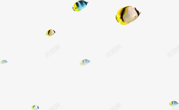 海底世界小丑鱼鱼群png免抠素材_新图网 https://ixintu.com joker 世界 小丑 小丑鱼Q版 海底 鱼群