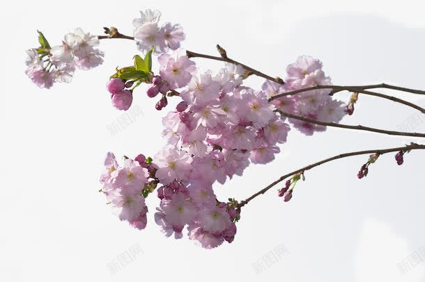 一束樱桃花png免抠素材_新图网 https://ixintu.com 春天 植物 樱桃花 粉色花 花 花朵