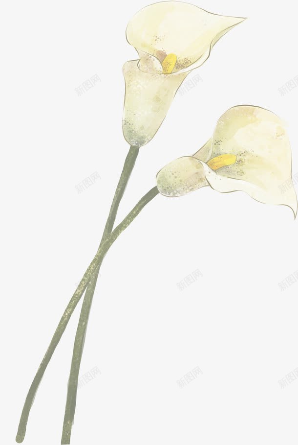 白色唯美水彩马蹄莲花朵png免抠素材_新图网 https://ixintu.com 水彩 白色 花朵 马蹄莲