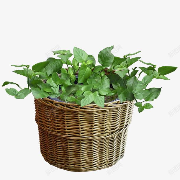 盆栽png免抠素材_新图网 https://ixintu.com 园林景观 室内装饰 盆栽 绿色植物 花盆