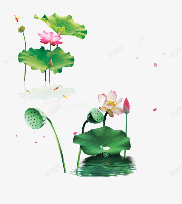 立夏荷花psd免抠素材_新图网 https://ixintu.com 化妆品成分 化妆品装饰 家居 立夏荷花 美容 花 花朵 莲花