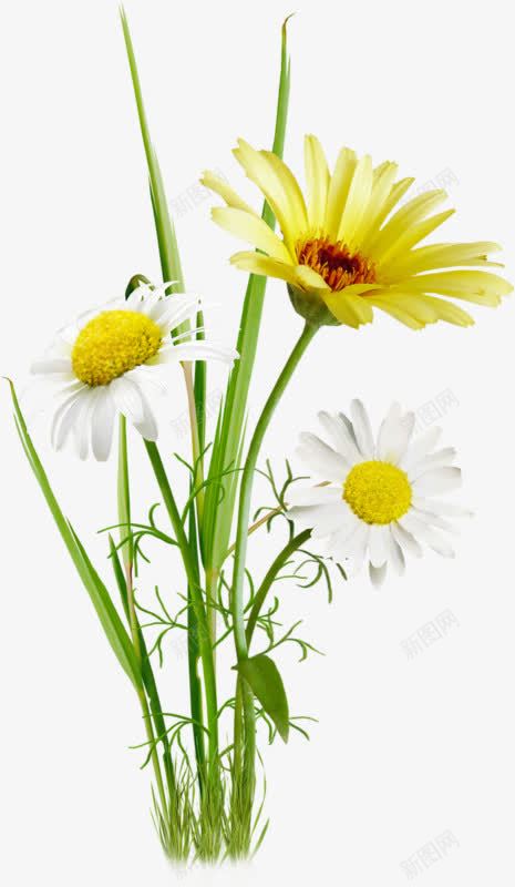 白色菊花黄色菊花花枝png免抠素材_新图网 https://ixintu.com 白色 花枝 菊花 黄色