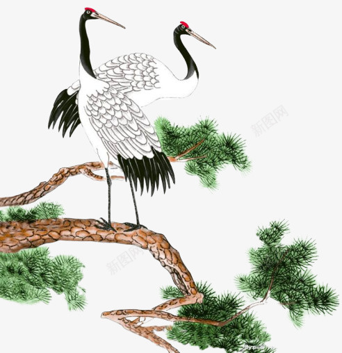 两只白色仙鹤png免抠素材_新图网 https://ixintu.com 两只 仙鹤 松树 白色 绿松树