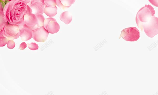 玫瑰花png免抠素材_新图网 https://ixintu.com 淡粉色 玫瑰花瓣 简约