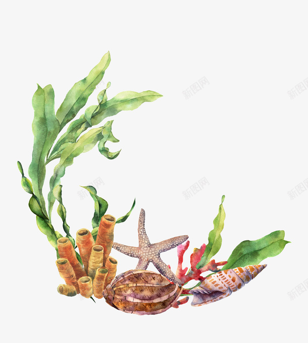 手绘海洋生物植物装饰png免抠素材_新图网 https://ixintu.com 小清新花草装饰 文艺花草PPT制作 植物插画 海报设计 海星 海洋花草 海螺 花草包装礼盒 花草插画 花草装饰