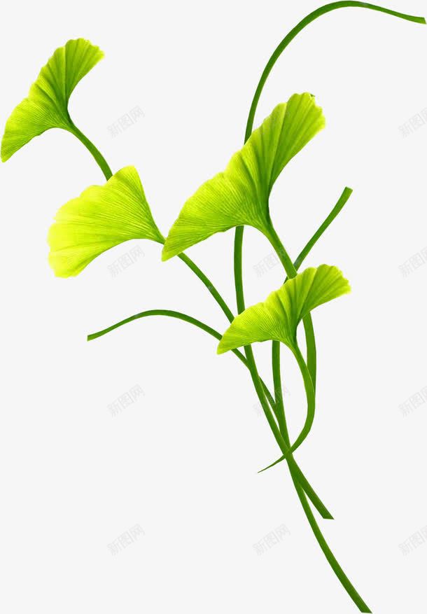 树叶花边树叶底纹素png免抠素材_新图网 https://ixintu.com 叶子 树叶图片 树叶图片素材 树叶背景图片素材 树叶飘落图片素材 水彩 绿色树叶元素 透明树叶素材 银杏叶