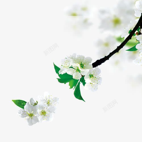 梨花树枝png免抠素材_新图网 https://ixintu.com 春天 树枝 梨花 植物 白色花