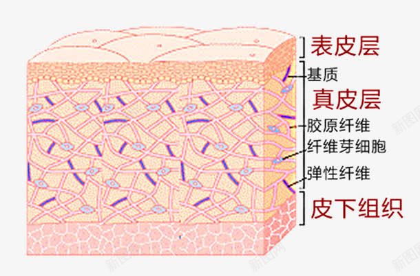 学习专用知识皮肤构成png免抠素材_新图网 https://ixintu.com 皮下组织 皮肤架构 皮肤表层 真皮层