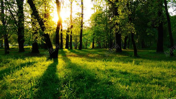 阳光照射在茂密的森林里背景
