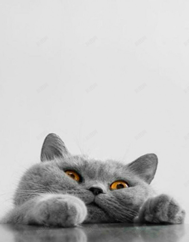 简约萌猫咪H5背景jpg设计背景_新图网 https://ixintu.com H5 h5 小清新 文艺 灰色 猫 猫咪 简约 萌宠