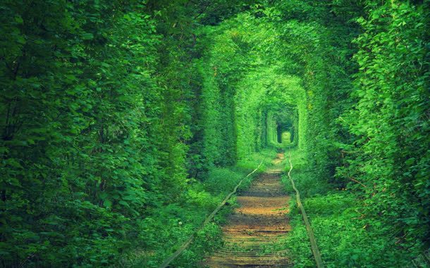 梦幻绿色小路爬山虎jpg设计背景_新图网 https://ixintu.com 小路 梦幻 爬山虎 绿色